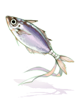 Pompano