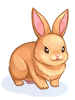 Orange Rabbit