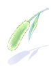 Green Foxtail