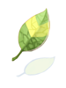 Costume Smokie Leaf