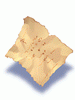 Torn Paper