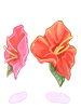 F Hibiscus
