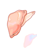 Delicious Clam Flesh